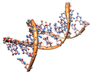 有机化学DNA分子模型生物粒图片