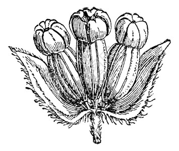 HydrocotyleAsiatic花序或积雪草背景图片