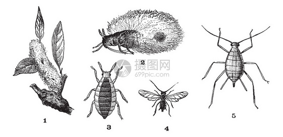 蚜虫或植物虱子或绿蝇或黑蝇或粉虱图片