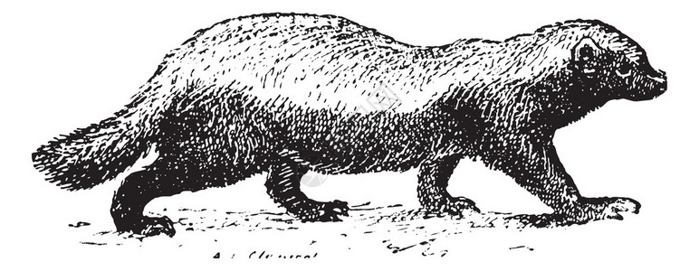 Ratel或蜜獾Mellivoracapensis在白色复古雕刻插图上分离单词和事物词典Larive和Fleury图片