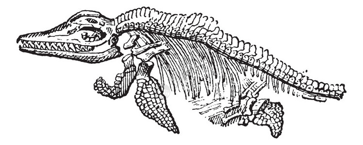 Ichthyoyouaurus骨架在白色背景上被孤立的古老雕刻插图文字和事物词典拉里夫和弗洛里图片