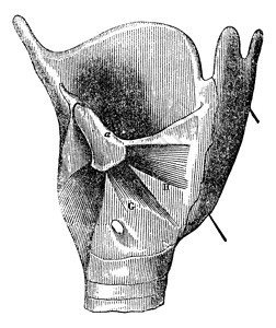 Larynx解剖学图片
