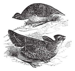 Tetras在草原鸡Tetraocupido雌上图和雄复古雕刻插图上有鳍Trosset百科全书1886图片