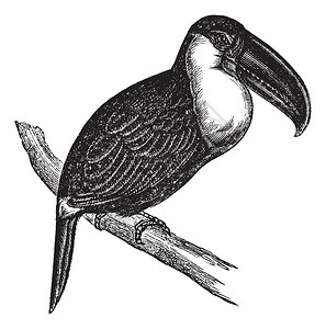 字母Aracari或Pteroglossus图片
