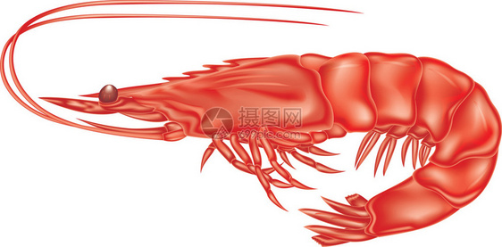 大红虾有弯曲尾巴图片