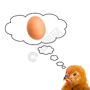 想在白色背景上吃鸡蛋的棕色母鸡图片