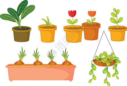 白色的各种植物和花盆的插图图片