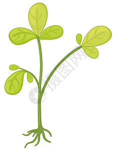 植物的插图图片