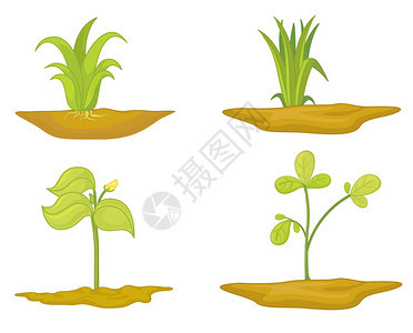 植物生长的插图图片