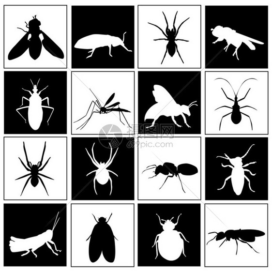昆虫矢量集图片