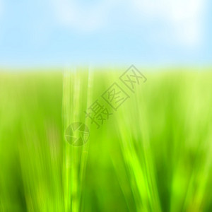 与蓝天的抽象绿草背景图片