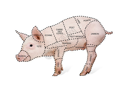 猪肉在白色背景面前用法语图片