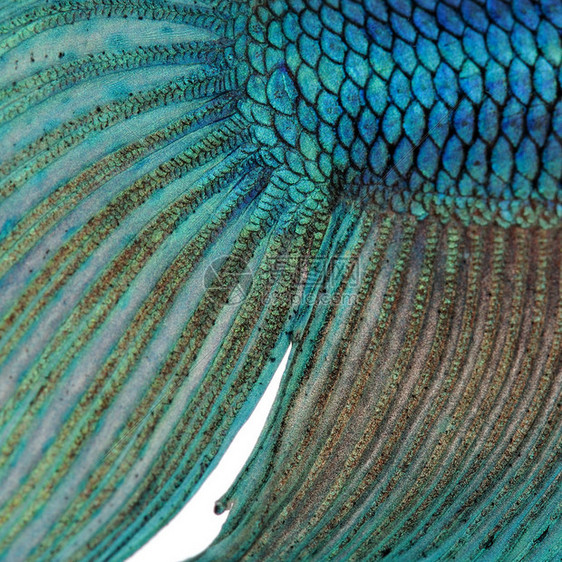 近距离接近一条鱼皮蓝色西亚马赛打架鱼白背景的图片