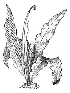 Hart的舌蕨或Aspleniumscolopendrium图片