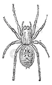 白种背景下孤立的Tarantula的古老刻画插图词典和事物词典拉图片