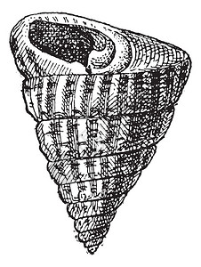 贝类的Trochiform形状图片