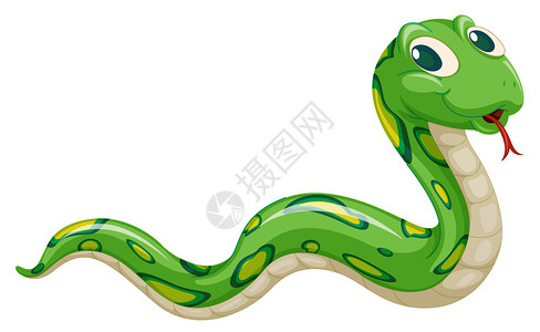 白色背景上的绿蛇图片