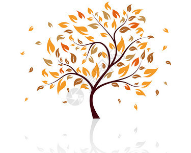 落叶的秋天树矢量图图片