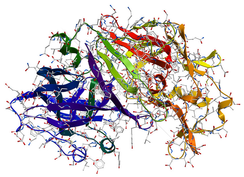 上的三维模型的酶Pep图片