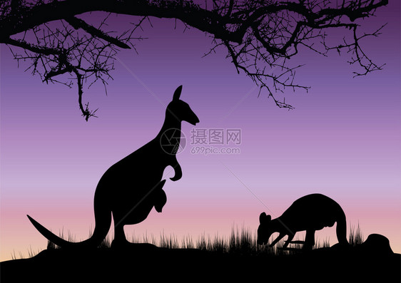 两个袋鼠紫色背景与树和grall图片