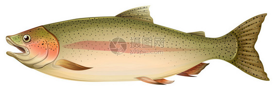 褐鳟鱼Salmotrut图片