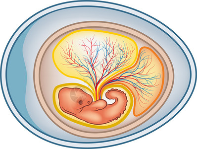 羊膜卵横截面的矢量图解图片