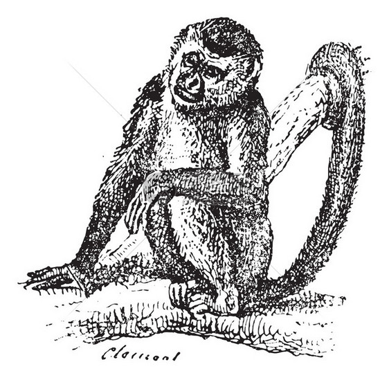 松鼠猴或Saimirisp图片