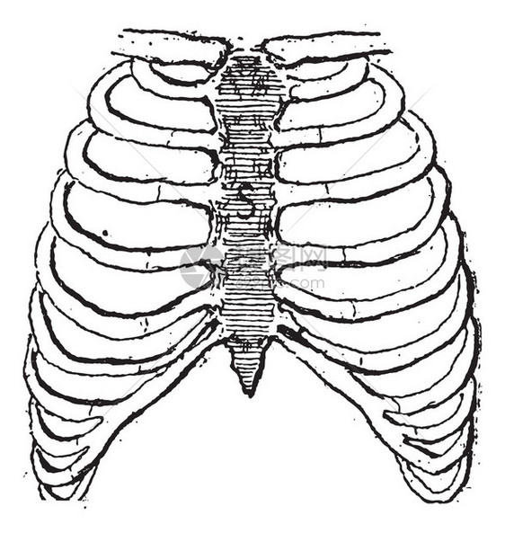 胸骨或胸骨图片