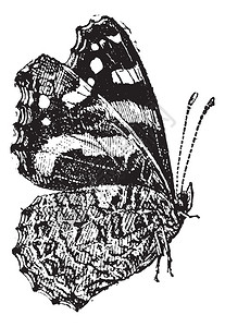 atalanta是一只多彩的蝴蝶图片
