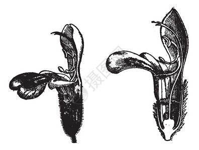 复古雕刻插图单词和事物词典Larive和Fleury图片