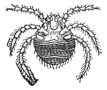 收获螨或Trombicula秋季图片