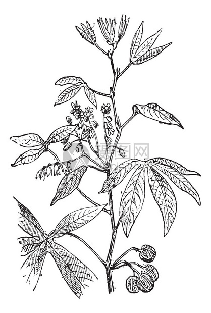 Cassava或Manihot图片