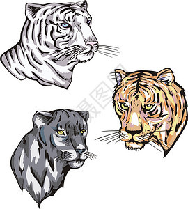 图腾带太阳标志的豹和老虎图片