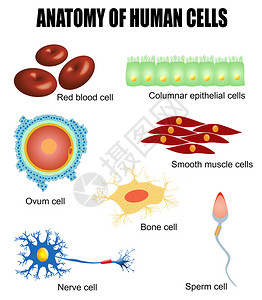 骨细胞人体细胞解剖学用于学校和诊所的教育插画