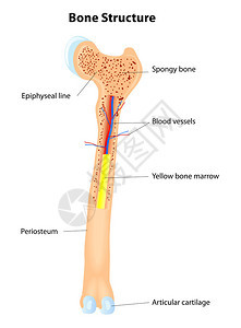 长骨体解剖图片