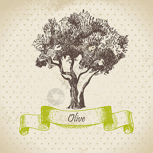 橄榄树手绘插图图片