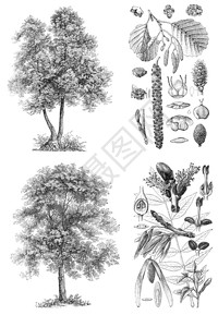 黑阿尔代兰德AlnusGlutinosa和AshFraxinusExelsior树图片