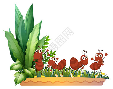 白色背景上的四只蚂蚁的插图图片