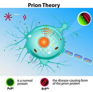 PrionTheory疯牛图片