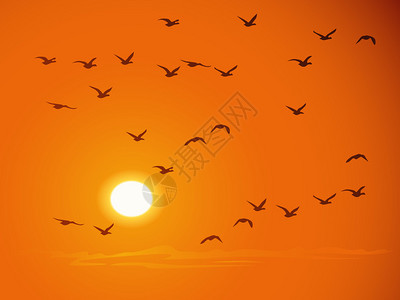 反对橙色日落的飞鸟图片