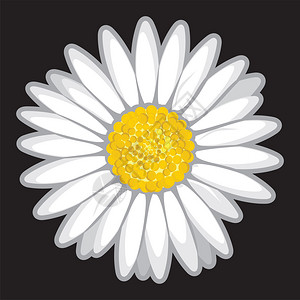 Daisy花朵在图片