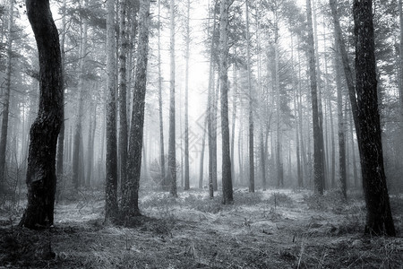 春天日出中诡异的抽象黑白顽固森林图片