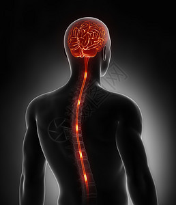 脊髓神经脉冲能量图片
