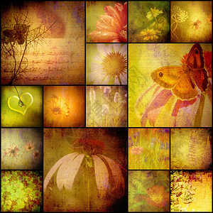 自然拼图专辑野花蝴蝶和图片