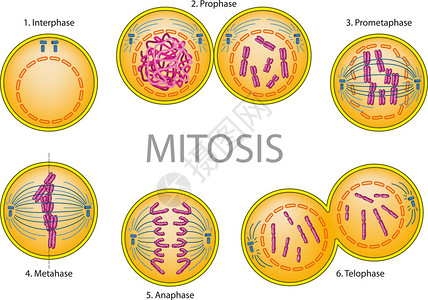 细胞分裂图片