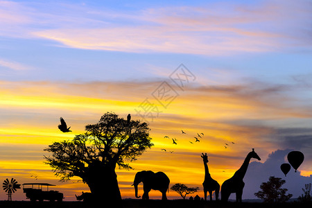 概念非洲野生动物园场景图片