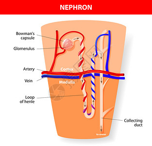 肾单位结构肾脏的肾单位矢量图图片
