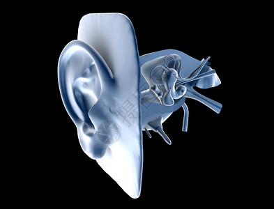 人类耳朵图片