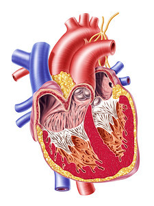 人体心脏横截面图片