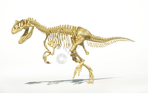 阿龙恐骨骼摄影现实图片
